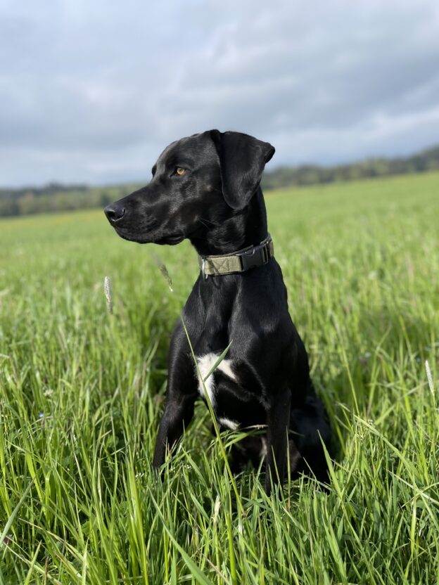 Juno