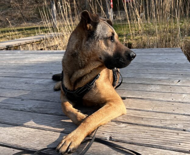 Balu