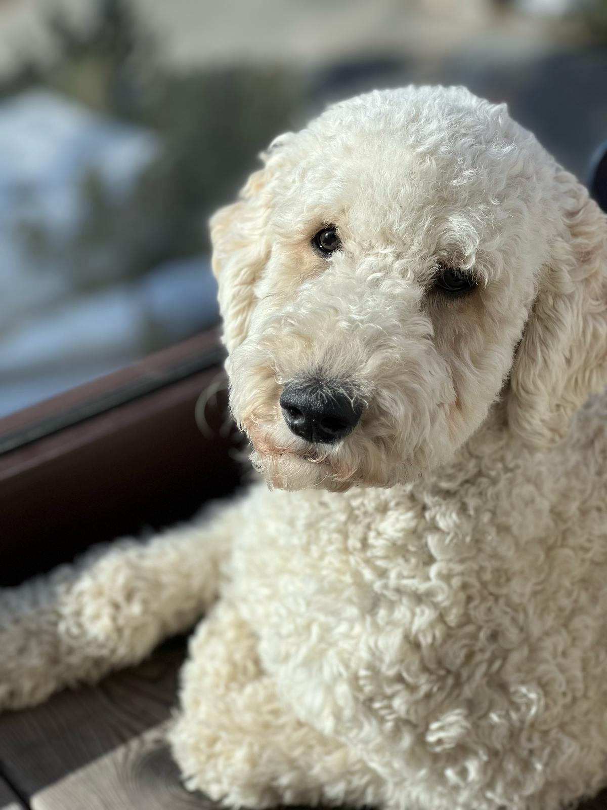 Amigo